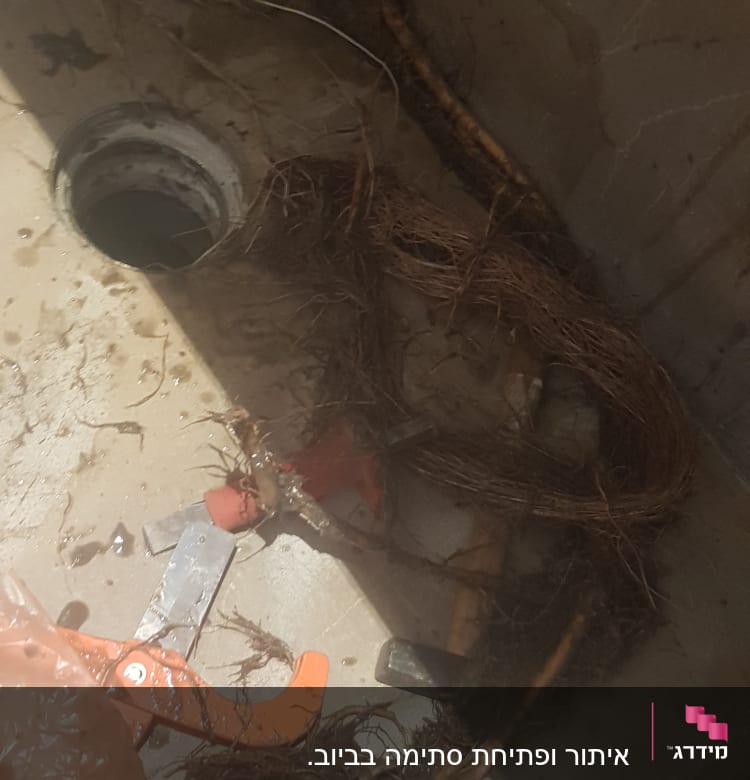 שורשים וכלים ליד פתח ניקוז במקלחת